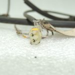 OEM Suzuki Liana riteņa ātruma sensors aizmugurējais labais 5631054G00